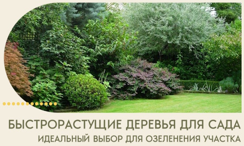 Быстрорастущие деревья для сада идеальный выбор в Клинцах