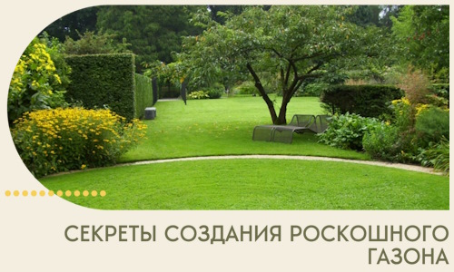 Секреты создания роскошного газона в Клинцах